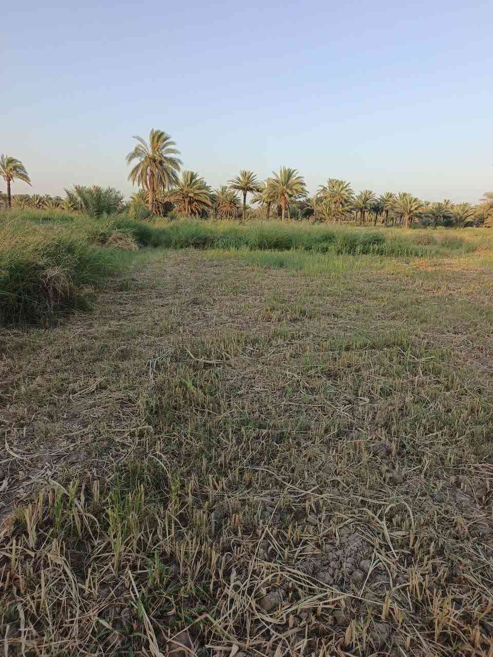اسلام عليكم 2دونم ونص الواجه 20متر عله الشارع مباشر
طابو زراعي سند 25 تحويل مباشر عله شارع الزوار 
الموقع الدسميه بسعر مناسب  استفسار اتصال ***********
