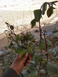 ديكور بيت • حديقة