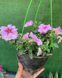 بتونيا • نبات معلق • زينة حديقة