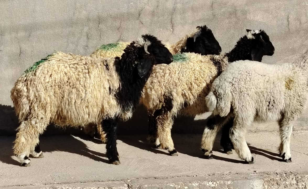 للبيع طليان عدد 3 +فطيمه 1
مالات جنيه حلوات وناصحات كفاله شرط نصاح
سمان يرهمن ذبايح ويرهمن جنيه 
وصلن زوج، ٥٤٠ الف مابعت اليمه زود عليهن يتواصل وياي
العنوان القائم الكرابله للتواصل
***********
***********
