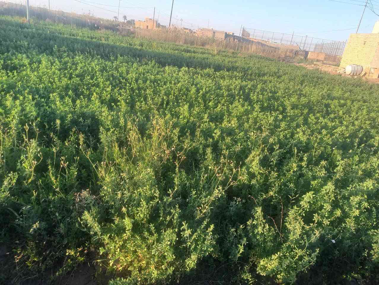 مكلف بالنشر.
يتوفر جت جاهز للبيع بمساحه تقدر ثلاثه دونم للبيع في قرية آل عبيد مقابل شركة بتروناس من يرغب الاتصال على الرقم ***********
