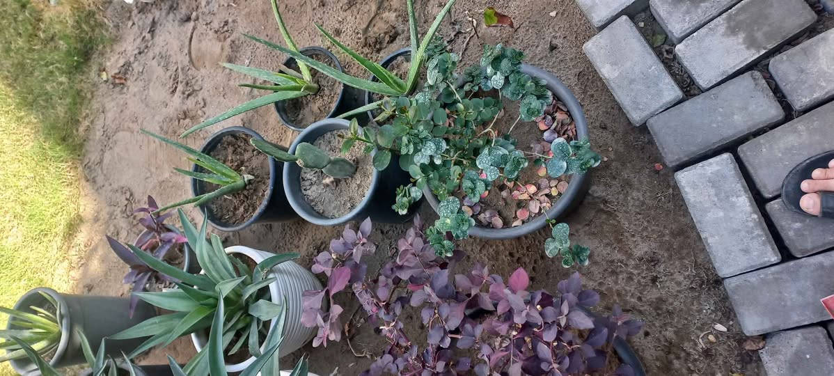 نباتات خارجية للبيع عدد ١١ يتحملن شتاء وصيف بيهن ٥ كلش كبار والباقي وسط مكاني الكريعات بغداد, العراق


**إذا كنت صاحب هذا الإعلان وتريد حذفه لأي سبب، رجاءا أرسل رسالة إلى الدعم الفني**