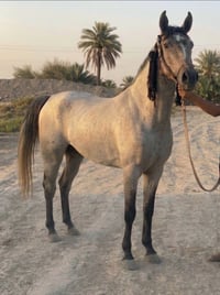 فرس • مهره • خيل • حصان • فرس عربي • مهره عربيه • خيل للبيع • مهره للب...