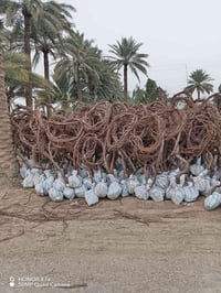 شتلات عنب • جملة ومفرد • حله سياحي