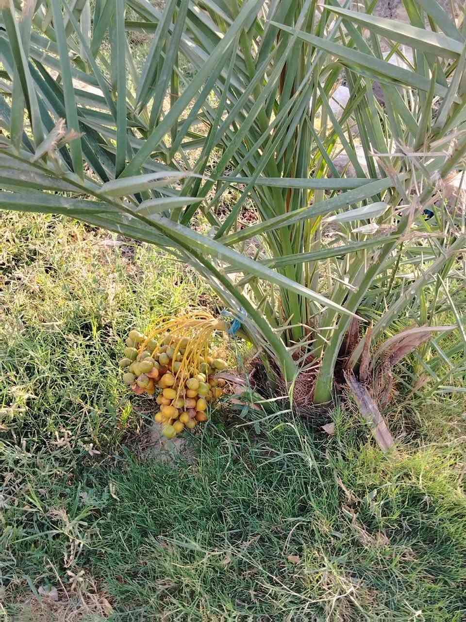 من رخصت الادمن
السلام عليكم للبيع مزرعه دونمين عقد 35 مشموله بقرار 320 طريق كربلاء نجف عمود 238 طريق ياعلي قرب مستشفى الامل تبعد عن الشارع العام 500متر المزرعه عبار على شارعين شارع 20 م وشارع 10م ماء وكهرباء مدارس مستوصف تحتوي على دار مساحه 350 متر 4 غرف نوم /صاله كبيره /مطبخ /استقبال 10 *4 /صحيات داخليه /صحيات خارجيه/تحتوي على بير ماء /نخل عدد22 مثمر ألوان ممتازه /أشجار رمان مثمر / مكان لتربيه الحلال /مولده خاصه/مولده شارع / تصلح حسينيه
 للاستفسار أكثر *********** غير متواجد على الفيس
