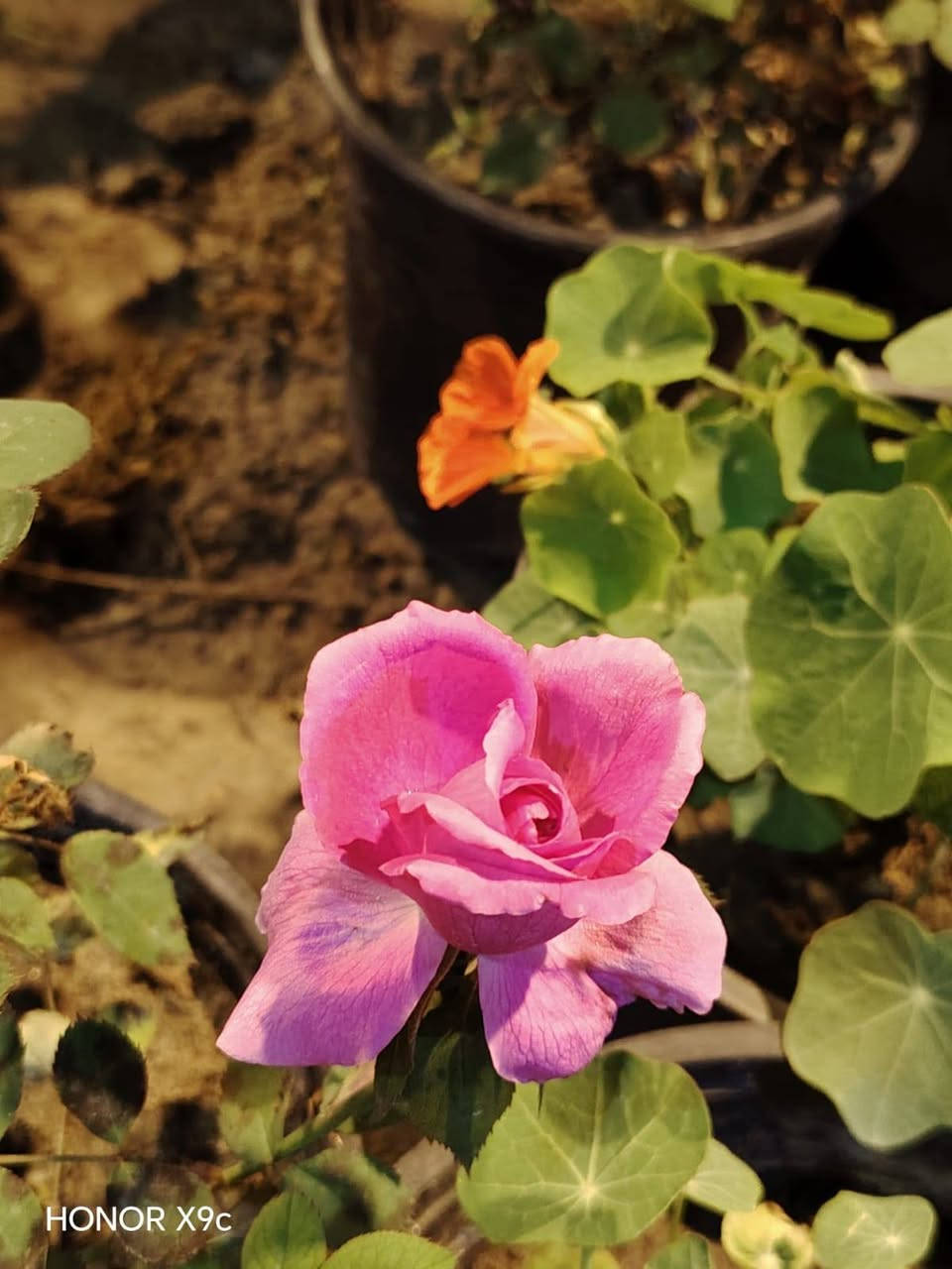 متوفر انواع الاشجار المثمره والحمضيات
والازهار العطريه  والبنات الضليه والخارجيه بااسعار جدا مناسبه والعرض محدود متوفر توصيل داخل السماوه
بالاضافه الئ اشجار النبك المطعم


**إذا كنت صاحب هذا الإعلان وتريد حذفه لأي سبب، رجاءا أرسل رسالة إلى الدعم الفني**