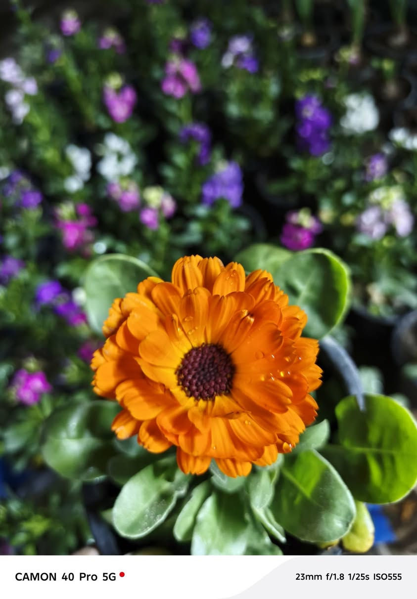 زين حديقتك باحلى الزهور من مشتل الناعوري لنباتات الزينة 💚


**إذا كنت صاحب هذا الإعلان وتريد حذفه لأي سبب، رجاءا أرسل رسالة إلى الدعم الفني**