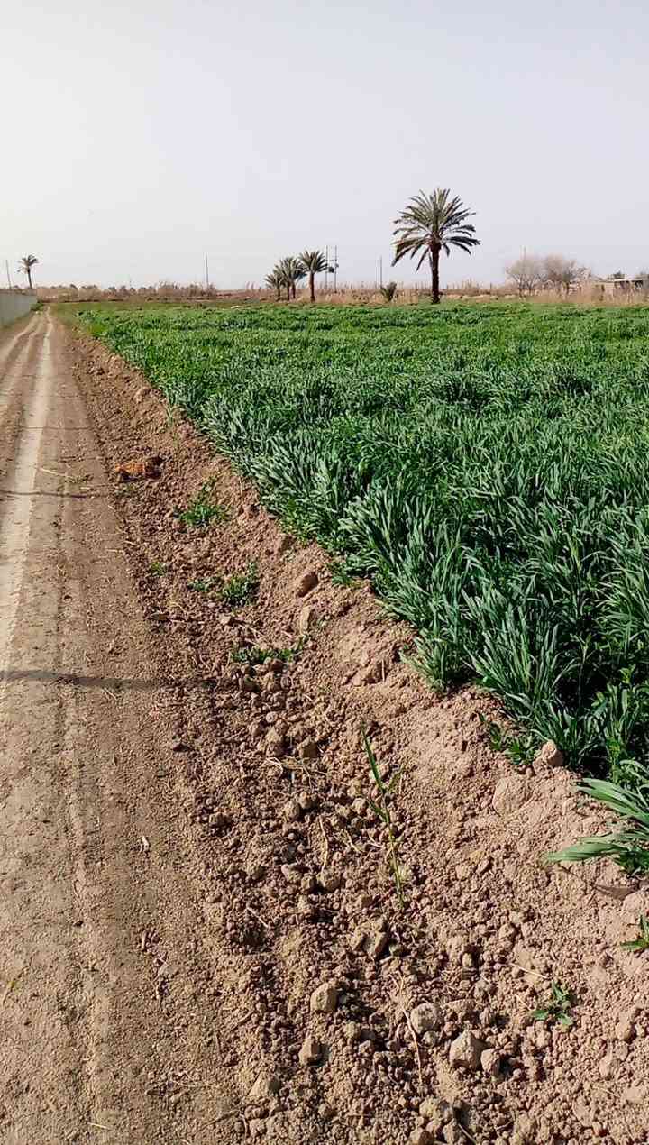 متاح ارض زراعيه للبيع مساحه 6دوانم ع قانون 117 عقد موقعه بغداد المدائن ناحية الوحده منطقه اللج كل الخدمات متوفره كهرباء ومي اساله وشارع تبليط وهذا رقمي ***********
