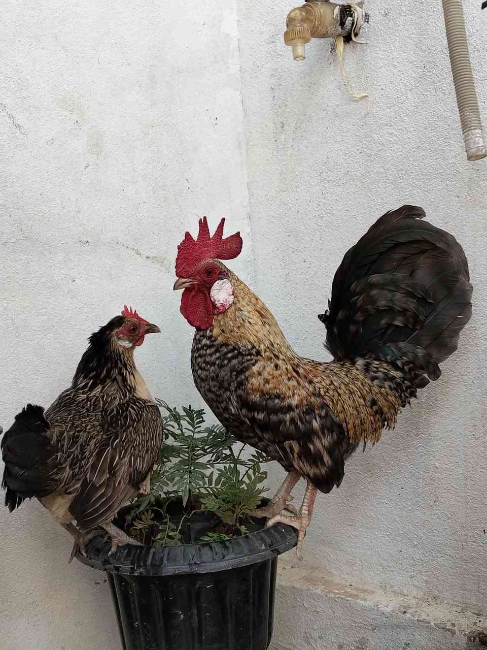 متاح
زوج زاحف قزم
صحتهم خير من الله 
ملقحين كامل ثلاثي ورباعي زيتي 
جماليه فول 
ديج ودجاجه
الدجاجة بياضه شرط 
سعرهم الزوج ب 60 الف
عنواني موصل ايسر كوكجلي 
خاص مفتوح


**إذا كنت صاحب هذا الإعلان وتريد حذفه لأي سبب، رجاءا أرسل رسالة إلى الدعم الفني**