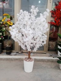 ورد أبيض • متجر سعفة • هيت الانبار