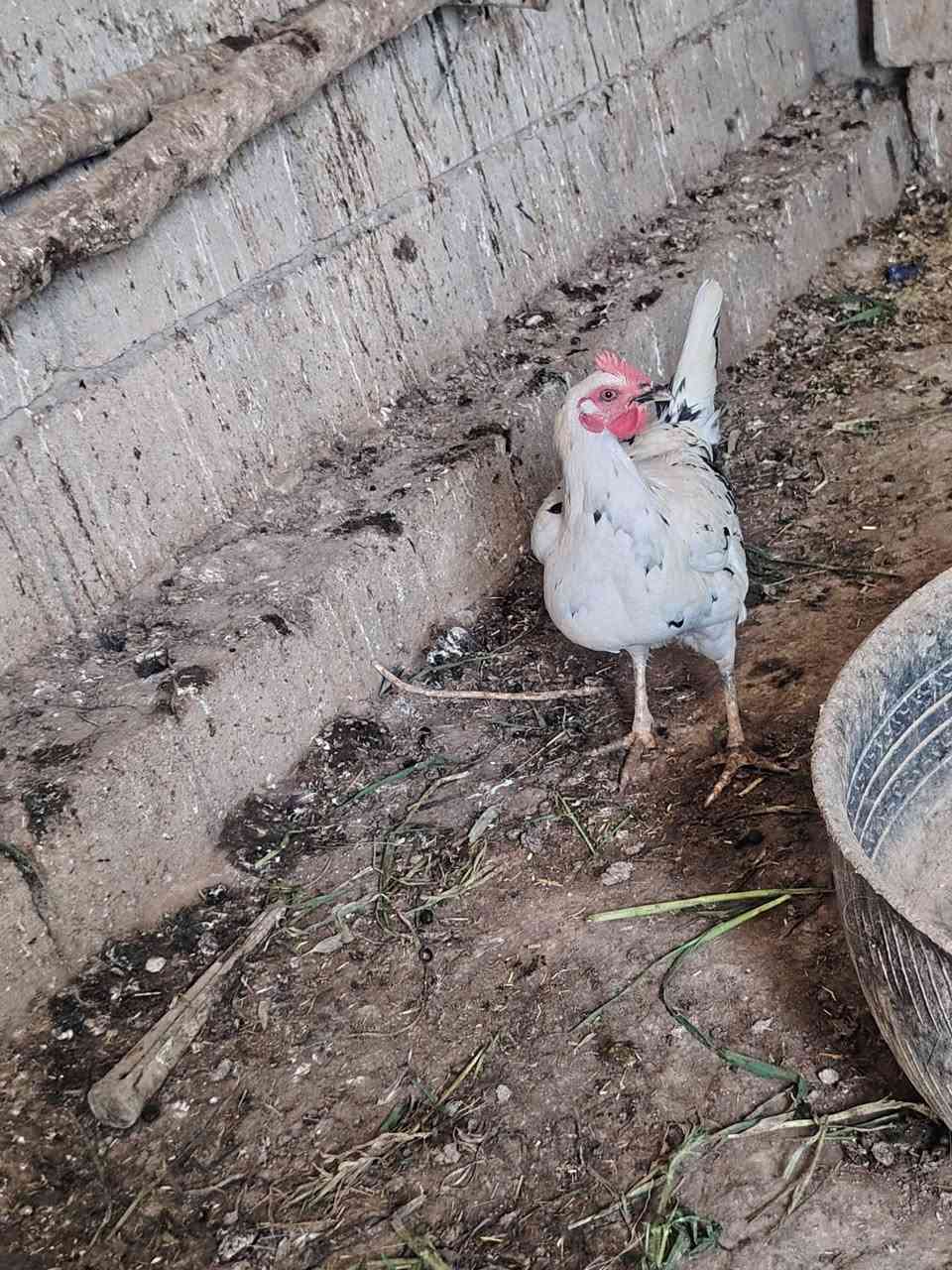 للبيع
***********
