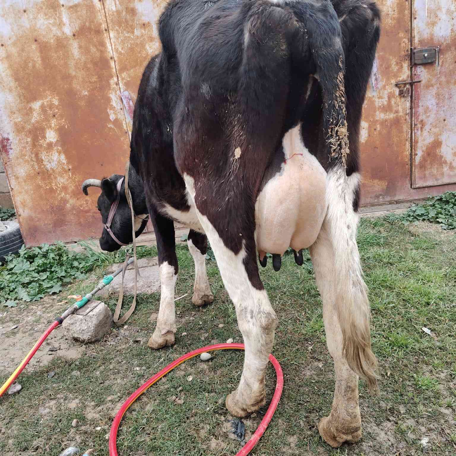 اخوان يوجد بقره حليب
وراها حوليه جنس اصليه
دابه خشنه ونضيفه خط اول مالت بيت مكفله كافت شروط 10 ايام اي عيب بيها مرجوعه وين جنايه وين اهل نضيف دابه بخت جناي
دسامه شرط حلال بخت جناي
شرقاط قريه شكرا
***********
