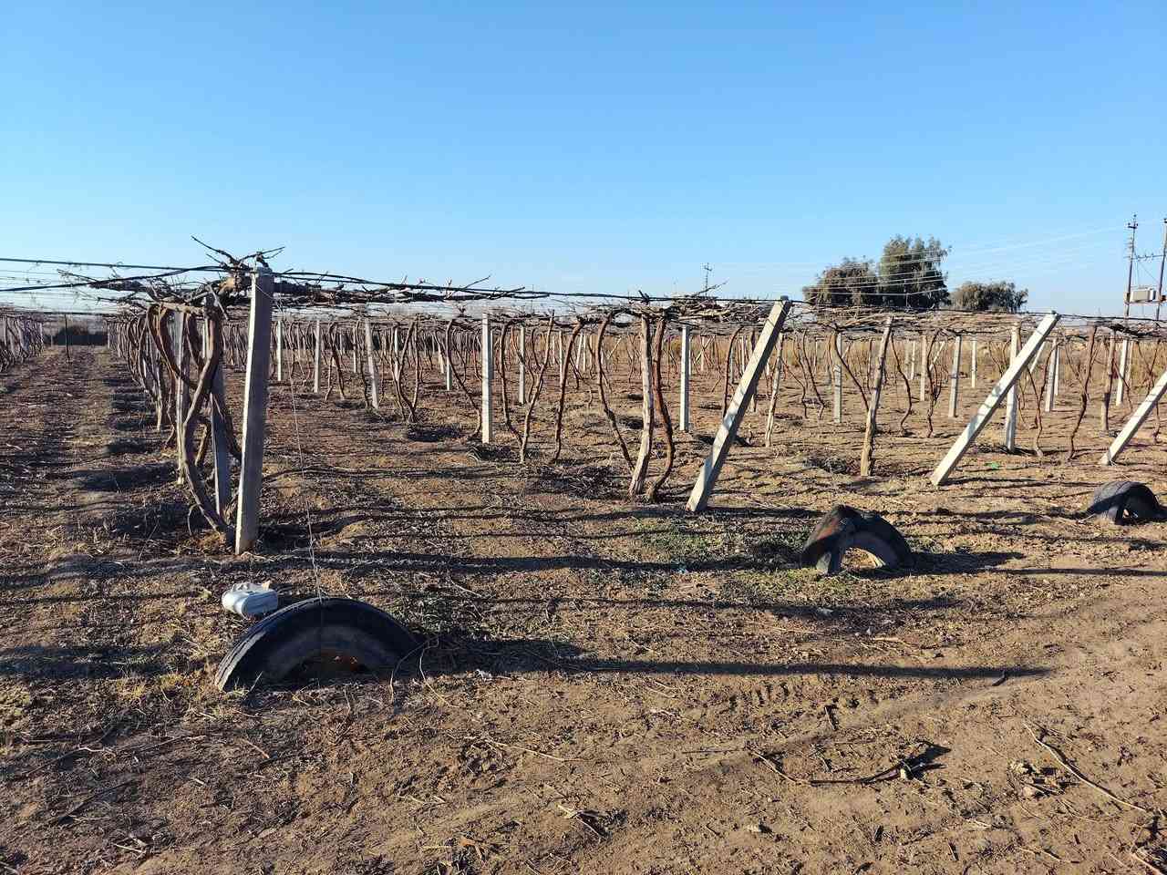 سلام عليكم... مكلف بنشر👉
اعلان# يوجد لدينا بستان عنب للبيع في قضاء الضلوعية #
نضام البستان تقطير
المساحه 6 دونم
ومحاط بسياج (ب ار سي) قفل ومفتاح
الماء متوفر بدون رشن
نوع العنب اسود بلد + ديس عنز +كمالي +حلواني
كل هاي الأصناف درجه اولئ
البستان كما في الصور
اتصال علا الرقم التالي اذا كنت جادآ وشكرآ (***********)
