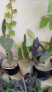 نباتات • نباتات مشكلة • نباتات زينة • نباتات داخلية • حدائق • ديكور من...