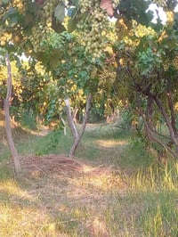 ٢ دونم • بستان عنب • ماء متوفر