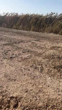 دونم • طابو ملك • خلف قرية الحرية