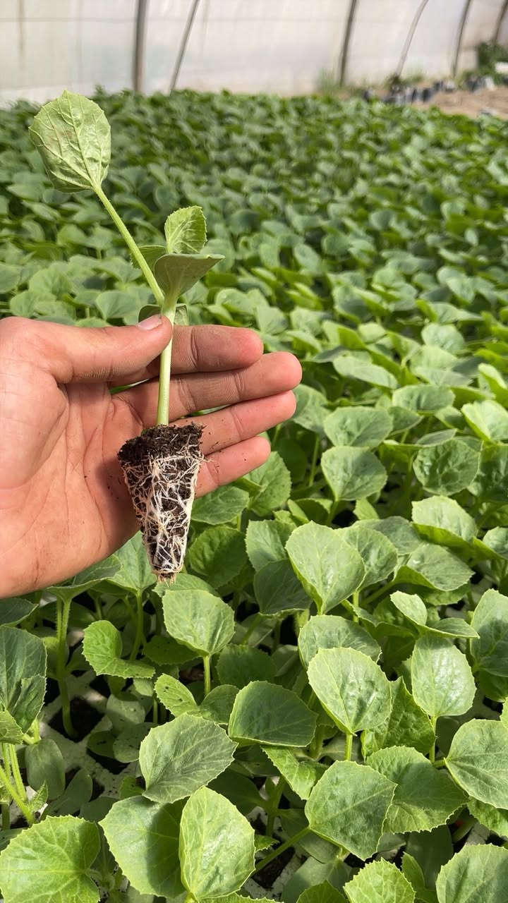 بسم الله الرحمن الرحيم 
يتوفر دايات بطيخ بكافة لاصناف و النوعيات 
صنف بطيخ عبير
صنف بطيخ مي
صنف بطيخ كاسيو (مخطط )
العنوان اليوسفية الطريق السريع قبل علوه بغداد المركزيه 
مجاور شركة ديار الكرم
للاستفسار والطلب لاتصال بال ارقام التالية 
عمر الجبوري ***********
م/بكر عمر ***********
