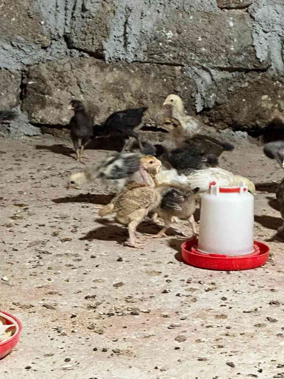 السلام عليكم يوجدافراخ عرب بيهن ابو ركيبه ومفتل للبيع العمر شهرملقحات  ونضاف من اي مرض مال جنيه  سعر التك ٣ الف
العنوان تكريت البعوعجيل ***********
