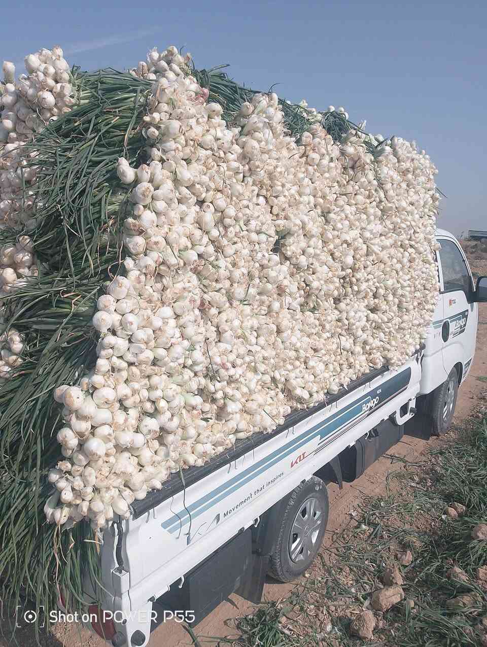 السلام عليكم يوجد لدينا بصل حار عريب مكفول لحد شلاع 
راس +عظد +ورك مثل ما موظح بلصوره المكان الدبوني قرب جسر الاخظر قريه اولاد بركه استفسار ***********
