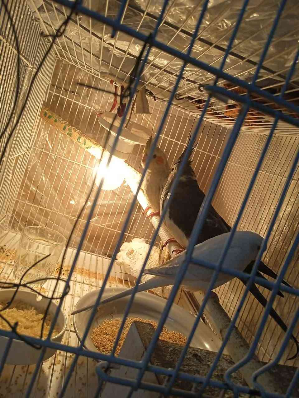 السلام عليكم عندي طيور للبيع عندي كوكتيل زوج وعندي طيرايا حب هما والقفص السعر 50,000 رقم الموبايل ***********
