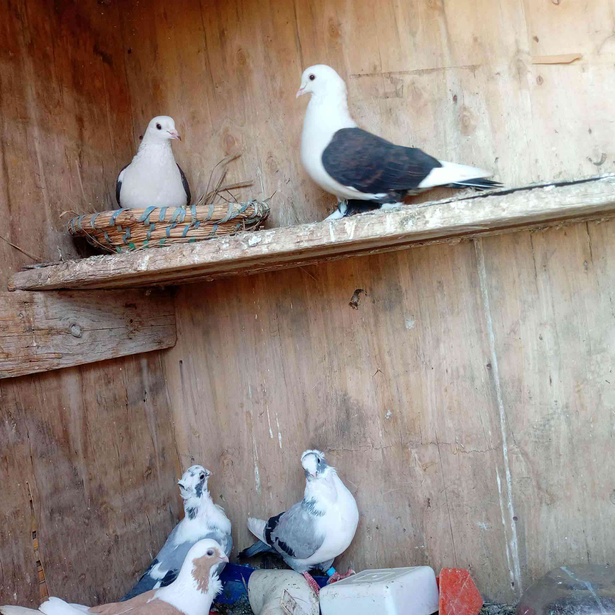 زوج جاوه وزوج قندوره مكان نساف وره جسر، بعلوان سعر ٦٥ 

متاح زوج شعل جواهن بيض ورافل ٣تكوك سعر ٤٥بيهن مجال قليل مكان نساف وره جسر بعلوان.... ***********
