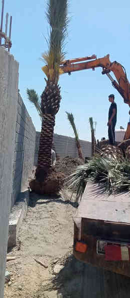 تتوفر امايات قلع بطينته
ارتفاع من متر واكبر عنوان واسط الصويره 
***********
***********
