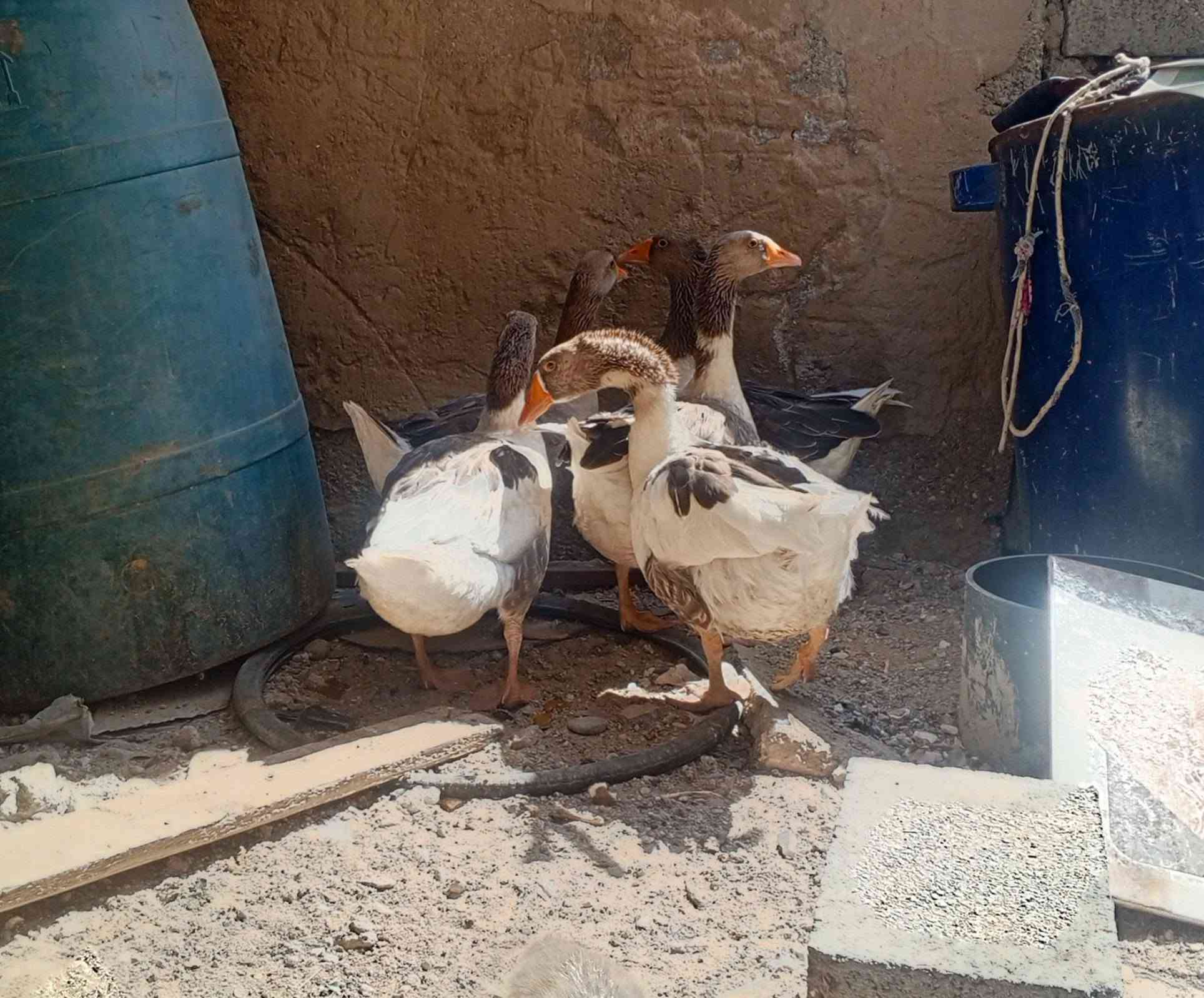 بطات للبيع ***********
