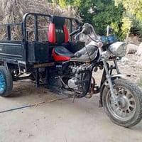 ستوتة • أوراق أصلية • مشخاب