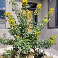 طابو زراعي • ٢٠٠م • حسين رضا