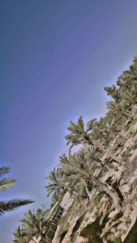 دونمين طابو ملك صرف للبيع معه كافة الخدمات  المكان بغداد تقاطع النهروا...