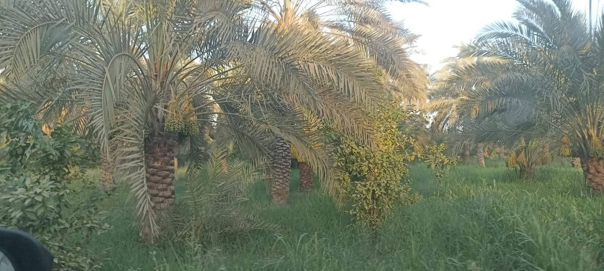 السلام عليكم ورحمة الله
يوجد دوانم طابو زراعي سند 25في المدائن سلمان باك شارع سيد علي ماء كهرباء تبليط قريبه عليهن تحويل باسم المشتري واجهة الدونم الواحد 47ارض مربعه ومبستنه من نخيل واشجار للستفسار اكثر التواصل علئ الرقم
***********
