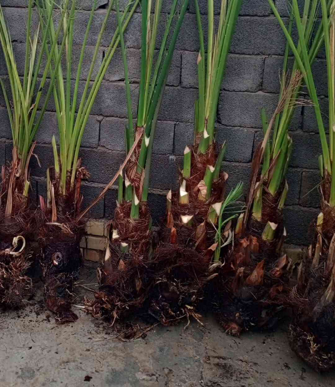 توجد انواع فسائل النخيل وباسعار مناسبة جدا مكاني كوت ***********
