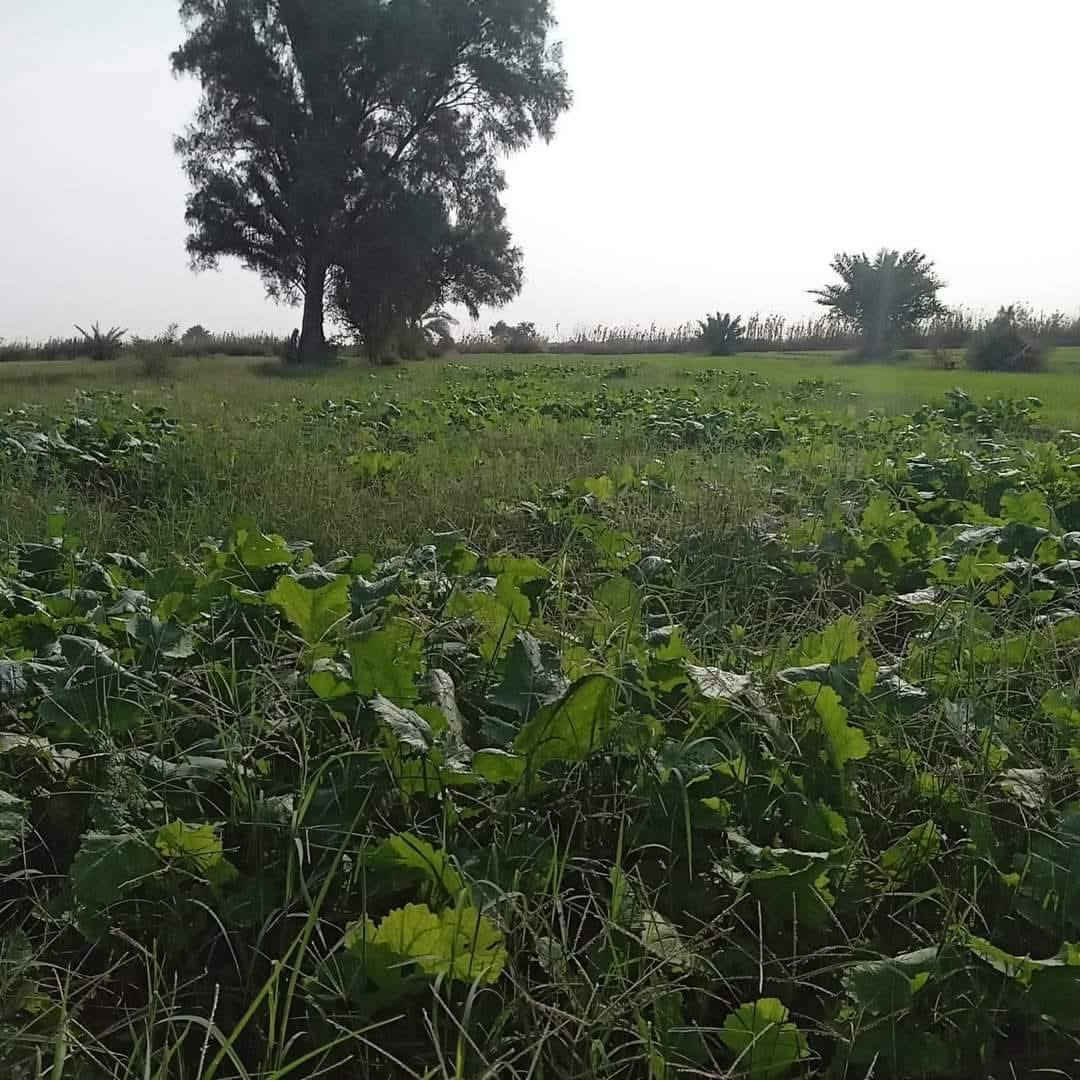 ارض زراعيه للبيع مساحتها 12 دونم ويوجد بها بيتين بناء حديث ويوجد فيها ماء في الصيف والشتاء للزراعه ويوجد بها أكثر من 50 نخله وماره بها اعمده الكهرباء وماء اسأله ومدرسه قريبه ومستوصف وأرض صالحه جدا للزراعه.
عنوانها :- بابل _الحمزه الغربي.
تبعد عن السريع الدولي مايقارب 5 كيلومتر وعن الشارع التبليط الفرعي مايقارب 400 متر. جميع التفاصيل الاخرئ يم صاحب الأرض أرقامه 👇
للاتصال :-***********
