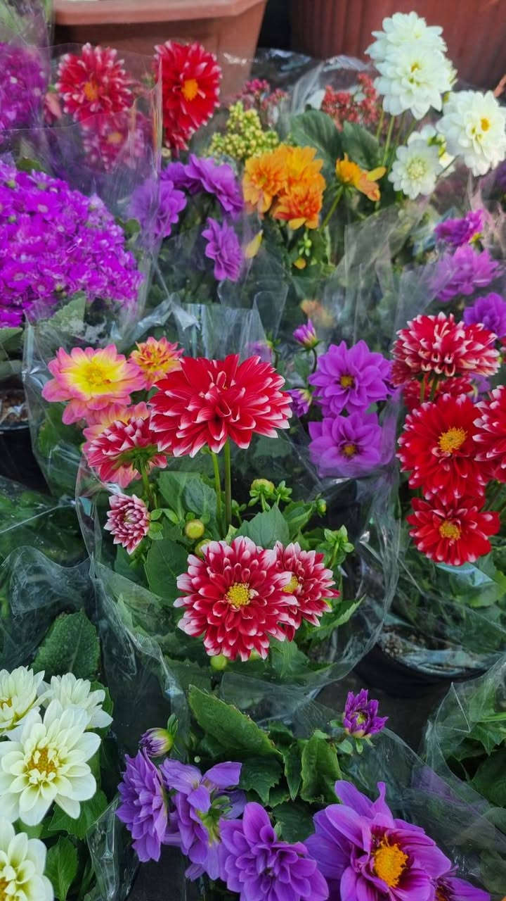 مرحبآ ⚘ حسب طلب الزبائن وعلى بركة الله 🙏 تم تكرار العروض الجديدة مع بداية الربيع وموسم الزراعة 🌱🌲🌹 مجموعة نباتات متكونه من 14 سندانة حجم كبير وكثيف كل سندانة نوع 🌿🍁🍃🍂 🌳💐🌲 ️دائمية الخضار ومقاومة للشمس🌞 ولدرجات الحرارة العالية ولدرجات البرودة ⚘🌷🌼🌺🌹🍁🍃🍂☘🌿💐🌸🌱🏵

1- ورد جوري 🌹 

2- ورد الداليا ⚘ 

3- ورد بيبي روز 🌹 

4ـ ورد استر افريكانو 🏵️ 

5- ورد شوكة المسيح🍂🍃

6- فكس 🌿 

7- نبات السرو 🌲 

8- نبات سباركس عراقي🌿 

9- قطر الندى تراجي العروس🍃⚘️ 

10- روز ماري اكليل الجبل عطري🌲 

11- نبات شمشار🌳 

12- ياس 🌿🍃 

13- ورد الجمال🌸 

14- ملكة الليل شبوي عطري🌳 

كل هذا بسعر 35 فقط ⚘🍂🍁🌺🌸🍃☘🌳 مع كل طلب هدية 🎉🎁🎊 كيس بتموس حجم 5 لتر 

زورونا في فروعنا 
📍الفلوجة - شارع 40 - مقابل سنتر ملامح 
الفلوجة - السوق العصري

(تتوفر خدمه توصيل 🚕 )‌‌‌‎💜 🙏 للحجز والاستفسار الاتصال او مراسلتنا على الخاص❤
***********
#نباتات #نباتات_منزلية #نباتات_طبيعيه #نباتات_ظل
