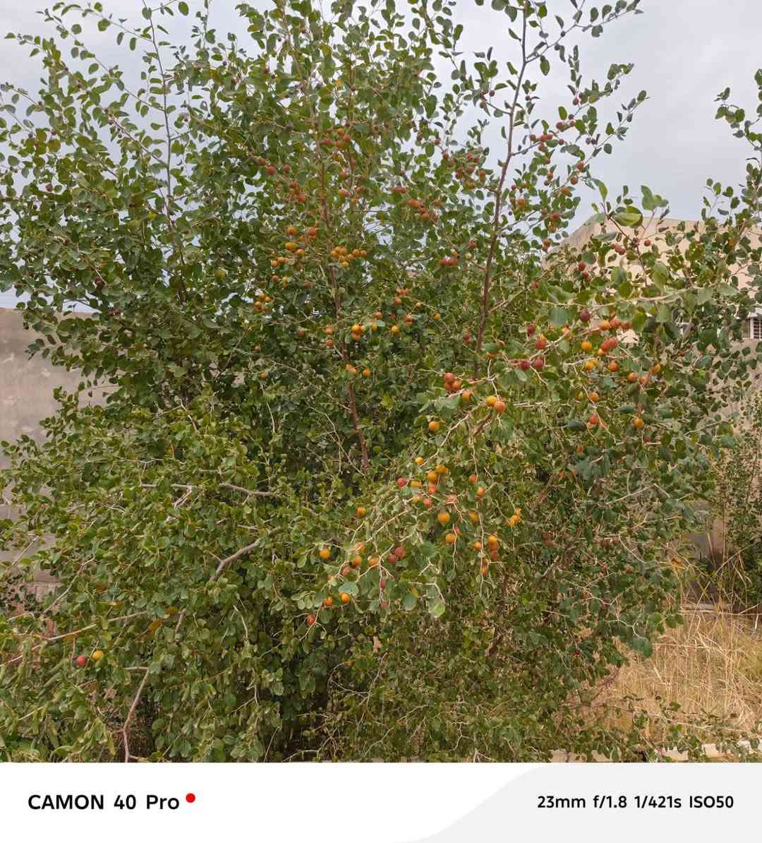 🏠 بيت في قرية النصر
🔹 المساحة البناء 150
🔹 المساحه الكليه 400
🔹 غرف 2 +ديوانيه +ساحه جبيره
✅ لبيت واصلته كل لخدمات وجاي يشتغلون عل تبليط مالته 
💰 السعر: (55)وبي مجال 
📞 للاستفسار ***********
