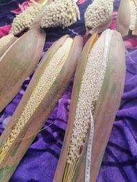 مكلف بلنشر متوفر لقاح نخيل درجه اولى السعر على 2000 طوله متر 077736452...