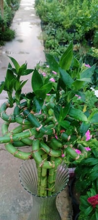 عصا موسى • نبات عصا موسى • نباتات منزلية • عصا موسى تايلندي • نباتات ز...