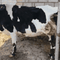 بقرة عشار • ٦ أشهر • صلاح الدين الشرقاط