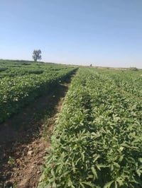 بزر • بذور بانيه اولايه • حدائق