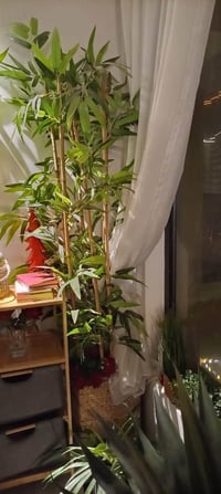 شجرة بامبو • أثاث حديقة • المنصور بغداد