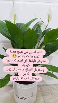 زهور • مشتل النرجس • توصيل