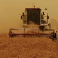 الديوانية الجذع • ١٥٠دونم • حقل دواجن