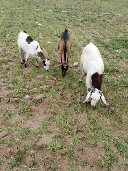اسلام عليكم جذاع سنين عشر  شهرين ونص اثنين غزاليات سعرهن 600 وبيهن مجال مكاني علم فلكه الفرسان ***********
