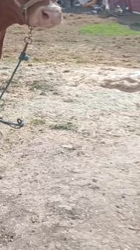 للبيع واتساب ٠٧٥٠٦٧٩٣٤٣٦عشار ٧تشهر ٠٧٨٣٥١٨٦٤٥٦تفاصيل داخل لفيديومكان ب...