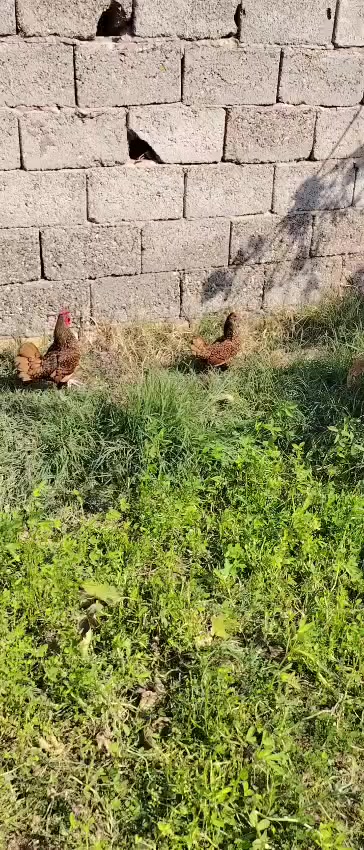 متاح زوج اسباني سعر ٥٠الف ذي قار الفجر ***********
