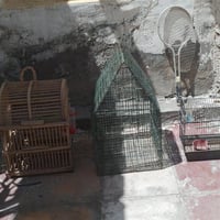 اركيلة • نص متر • ناصريه