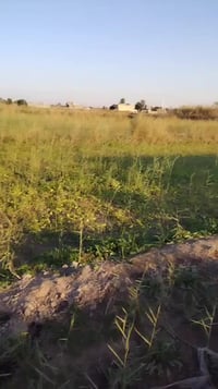 دونم ونص • بلا وسيط • واسط