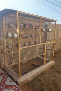 قفص خشب • ٣ أوجه • تكريت القادسيه