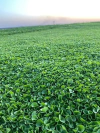 ثيل هندي طبيعي • توصيل مجاني • تجهيز حدائق