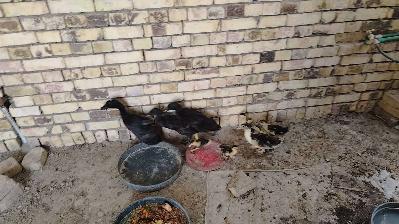 بش امريكي عدد 3 عمر شهرين وبش مصري عدد 6


**إذا كنت صاحب هذا الإعلان وتريد حذفه لأي سبب، رجاءا أرسل رسالة إلى الدعم الفني**